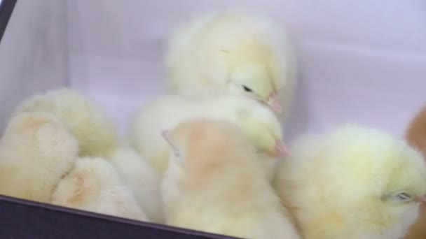 Kleine Gele Kippen Een Witte Achtergrond Kleine Vogeltjes Pluizige Meiden — Stockvideo