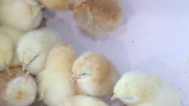 Kleine Gele Kippen Een Witte Achtergrond Kleine Vogeltjes Pluizige Meiden — Stockvideo