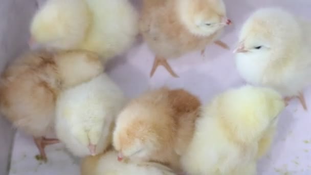 Pollitos Amarillos Sobre Fondo Blanco Pajaritos Chicas Esponjosas Pollo Infancia — Vídeo de stock