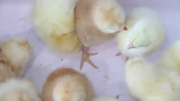 Små Gula Kycklingar Vit Bakgrund Små Fåglar Fluffiga Brudar Kyckling — Stockvideo
