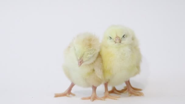 Kleine Gelbe Hühner Auf Weißem Hintergrund Vögelchen Flauschige Küken Hühner — Stockvideo