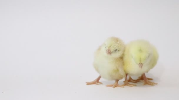 白色背景上的小黄鸡 毛茸茸的小鸡 幼稚时期的鸡 — 图库视频影像