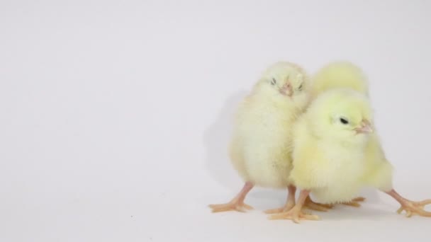 Kleine Gele Kippen Een Witte Achtergrond Kleine Vogeltjes Pluizige Meiden — Stockvideo