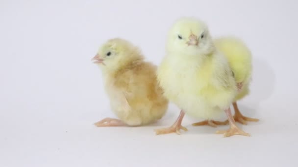 Маленькі Жовті Кури Білому Тлі Маленькі Птахи Пухнасті Пташенята Курка — стокове відео