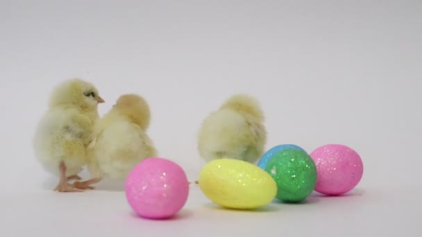 Pollitos Amarillos Huevos Pascua Sobre Fondo Blanco Pajaritos Chicas Esponjosas — Vídeos de Stock