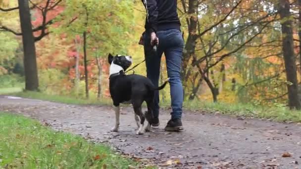 アムスタッフは公園を散歩して犬を飼育している 散歩中の犬 秋の雨公園 ぬれた犬 — ストック動画
