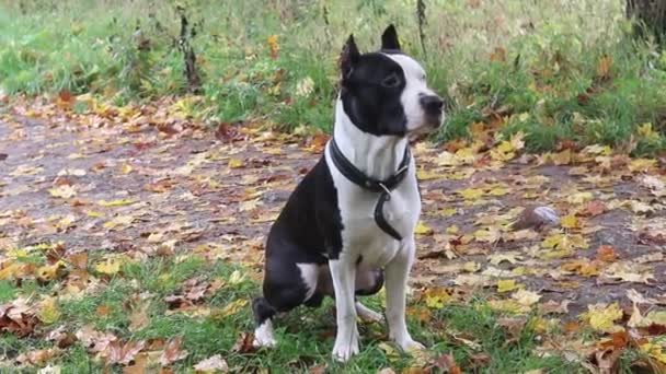 Amstaff Züchtet Hunde Bei Einem Spaziergang Park Hund Beim Gassigehen — Stockvideo