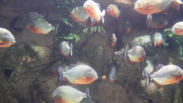 Peixes Nadam Aquário Zoológico Peixe Cativeiro Belas Criaturas Vida Marinha — Vídeo de Stock