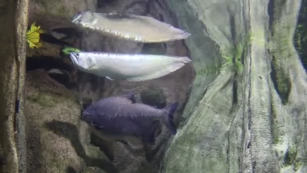 Les Poissons Nagent Dans Aquarium Zoo Des Poissons Captifs Belles — Video