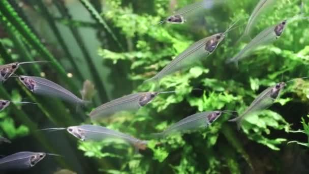 Vissen Zwemmen Het Aquarium Dierentuin Gevangene Vis Prachtige Wezens Maritiem — Stockvideo