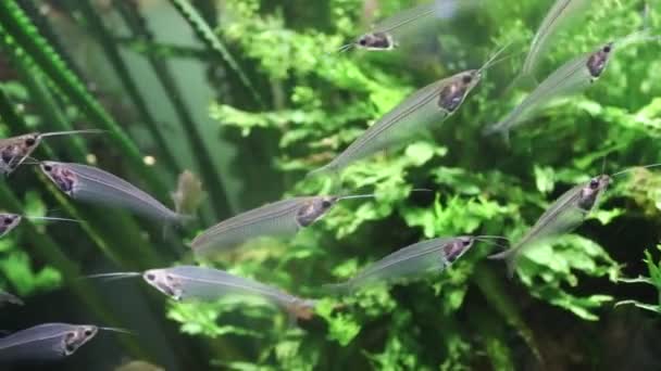 Les Poissons Nagent Dans Aquarium Zoo Des Poissons Captifs Belles — Video