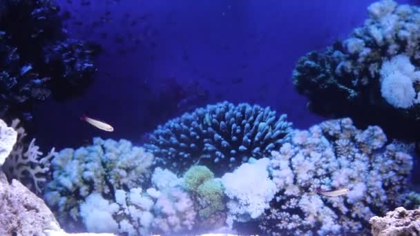 Рыба Плавает Аквариуме Зоопарке Пленённая Рыба Прекрасные Создания Морская Жизнь — стоковое видео