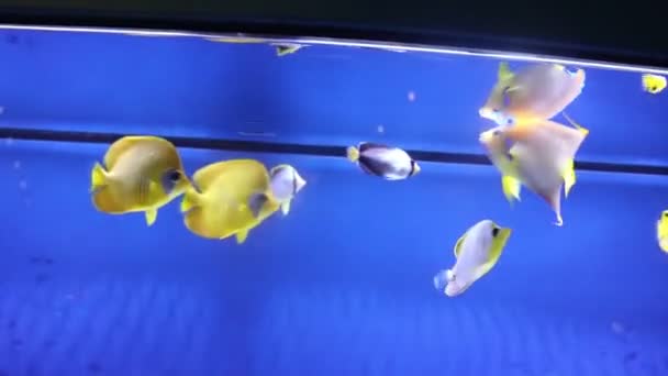 Los Peces Nadan Acuario Del Zoológico Peces Cautivos Hermosas Criaturas — Vídeo de stock