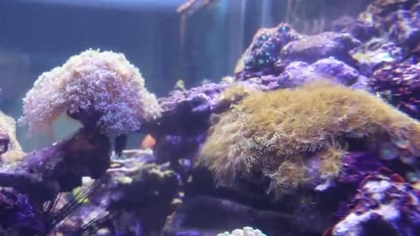 Halak Állatkertben Úsznak Akváriumban Fogságban Tartott Hal Gyönyörű Teremtmények Tengerészeti — Stock videók