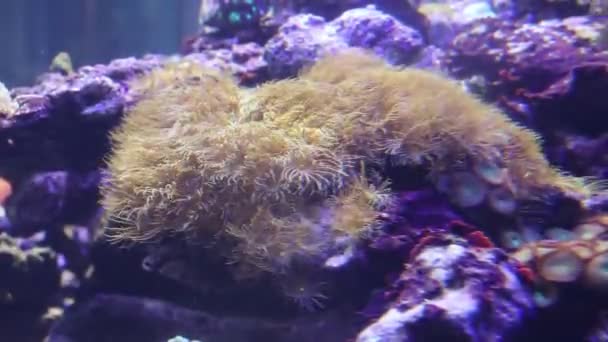 Fische Schwimmen Aquarium Des Zoos Fische Gefangenschaft Schöne Wesen Meeresbewohner — Stockvideo
