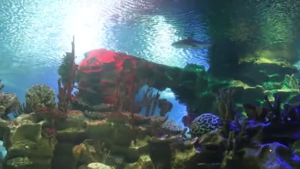 Fish Swim Aquarium Zoo Captive Fish Beautiful Creatures Marine Life — Stock Video