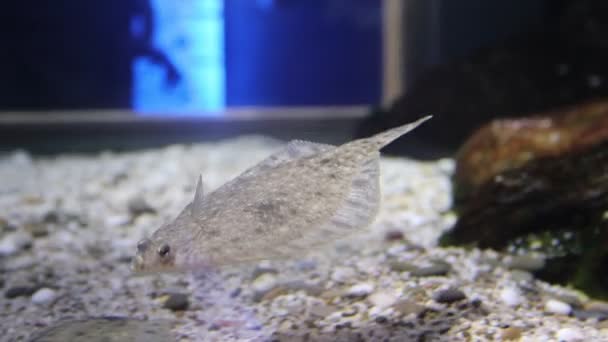 Vissen Zwemmen Het Aquarium Dierentuin Gevangene Vis Prachtige Wezens Maritiem — Stockvideo