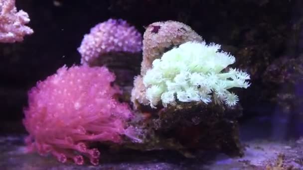 Ryby Plavou Akváriu Zoo Ryby Zajetí Krásná Stvoření Mořský Život — Stock video