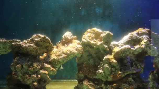 鱼在动物园的水族馆里游泳 捕获的鱼 美丽的生物 海洋生物 水下动物 — 图库视频影像