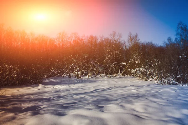Foresta Invernale Nevosa Nella Giornata Sole — Foto Stock