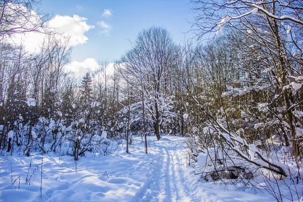 Bosque Invierno Nevado Día Soleado — Foto de Stock