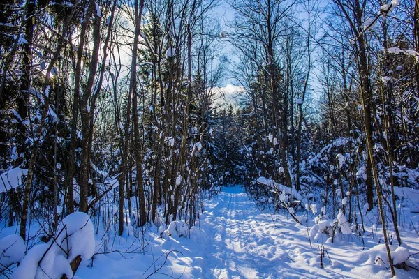 Verschneiter Winterwald Sonnigem Tag — Stockfoto