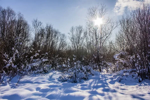 Floresta Inverno Nevado Dia Ensolarado — Fotografia de Stock