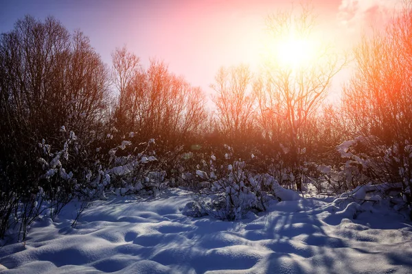 Floresta Inverno Nevado Dia Ensolarado — Fotografia de Stock