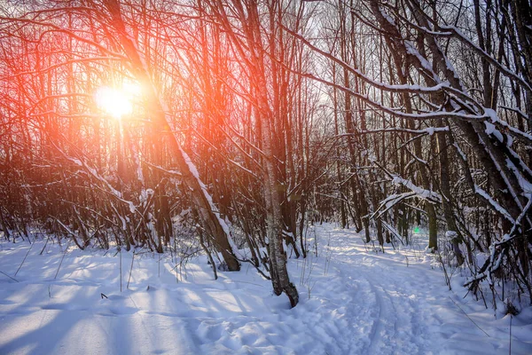 Floresta Inverno Nevado Dia Ensolarado — Fotografia de Stock