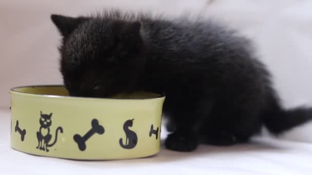 Primo Piano Piccolo Gattino Nero Mangiare Casa — Video Stock