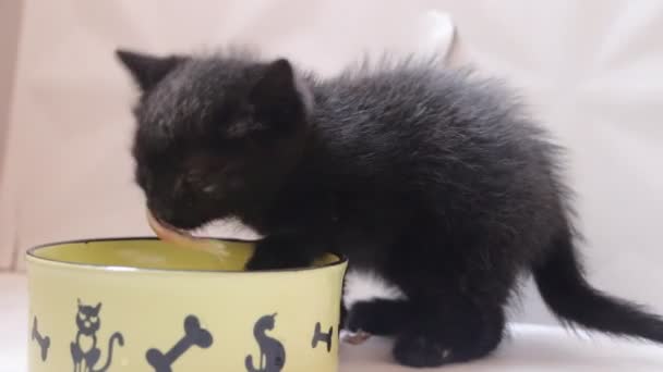 Κοντινό Πλάνο Του Μικρού Μαύρου Γατάκι Τρώει Στο Σπίτι — Αρχείο Βίντεο