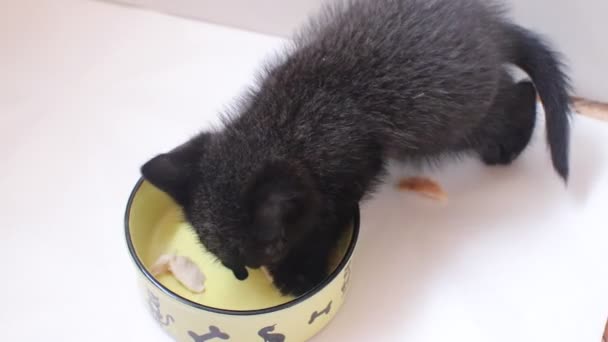 Κοντινό Πλάνο Του Μικρού Μαύρου Γατάκι Τρώει Στο Σπίτι — Αρχείο Βίντεο