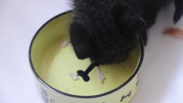 Close Van Kleine Zwarte Kitten Eten Thuis — Stockvideo