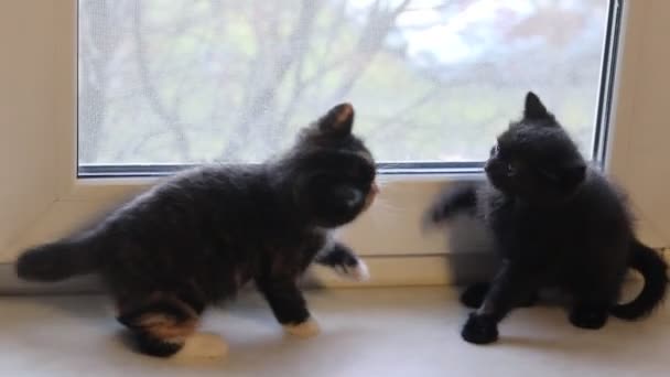 Χαριτωμένο Μαύρα Γατάκια Παίζουν Στο Περβάζι Παράθυρο Στο Σπίτι — Αρχείο Βίντεο