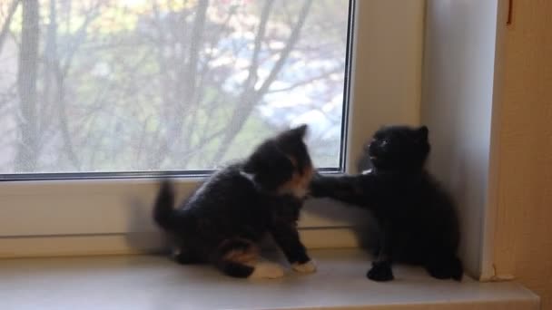 Schattig Zwart Kittens Spelen Vensterbank Thuis — Stockvideo