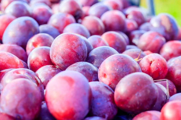 Gros Plan Fruits Prunes Drain Dans Tiroir — Photo