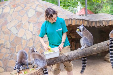 Rusya, Saint Petersburg - 20 Ağustos 2019: Hayvanat bahçesinde lemurları besleyen işçiler