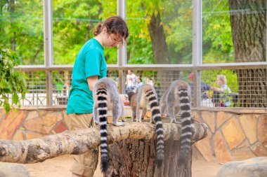 Rusya, Saint Petersburg - 20 Ağustos 2019: Hayvanat bahçesinde lemurları besleyen işçiler