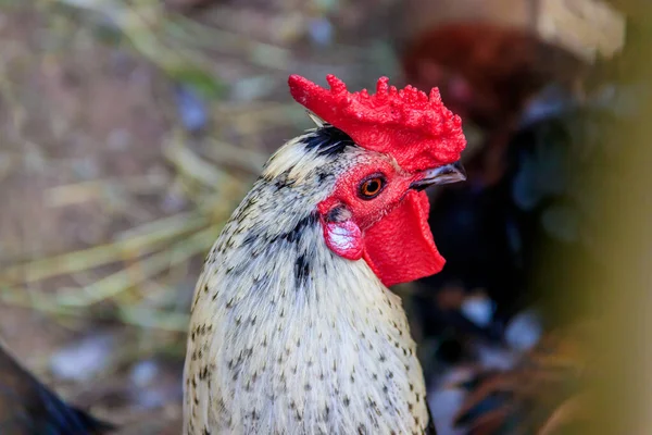 Rooster in zoo, animal in captivity