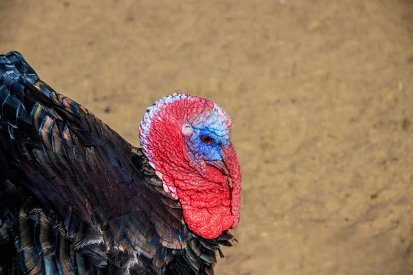 Turkey in zoo, animal in captivity