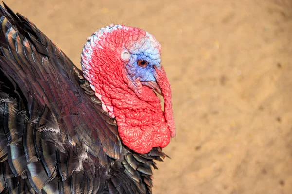 Turkey in zoo, animal in captivity