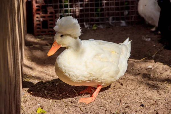 Eend Overdag Dierentuin — Stockfoto