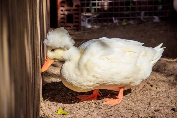 Eend Overdag Dierentuin — Stockfoto