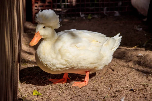 Eend Overdag Dierentuin — Stockfoto