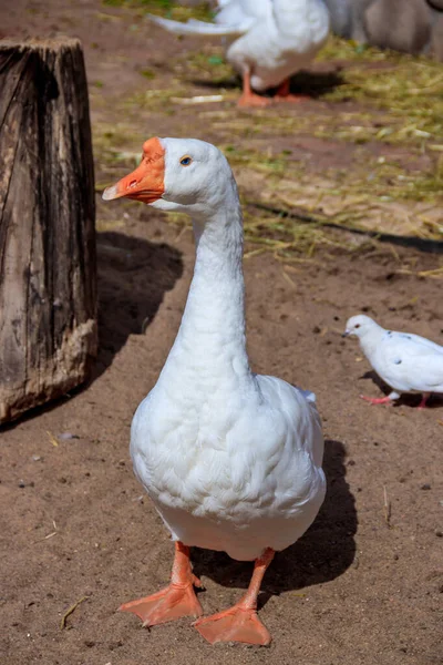 Domestic Ducks Zoo Daytime — Stock Photo, Image