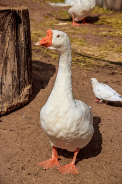 Patos Domésticos Zoológico Durante Día —  Fotos de Stock