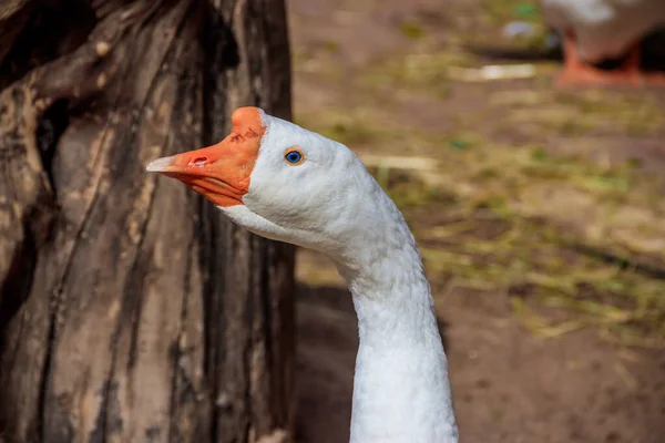 Domestic Duck Zoo Daytime — Stock Photo, Image