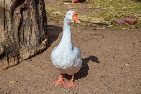 Canard Domestique Zoo Jour — Photo