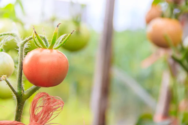 トマトは温室内の枝にかかっています — ストック写真