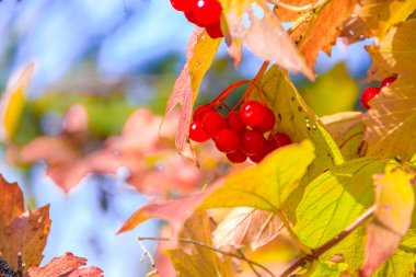 Mavi gökyüzü arkaplanındaki viburnum ağaç dallarının görünümü 